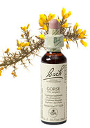 Bach Gorse / Gaspeldoorn 20ml