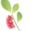 Kneipp Boosting Vitamin Serum Mindful Skin 30ml