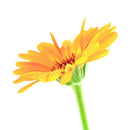 Kneipp Regenerating Sleeping Cream Skin 50ml